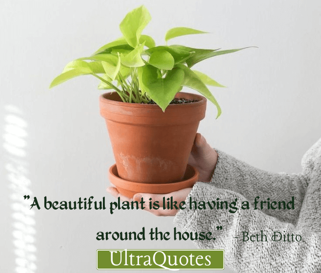"A beautiful plant is like having a friend around the house."
