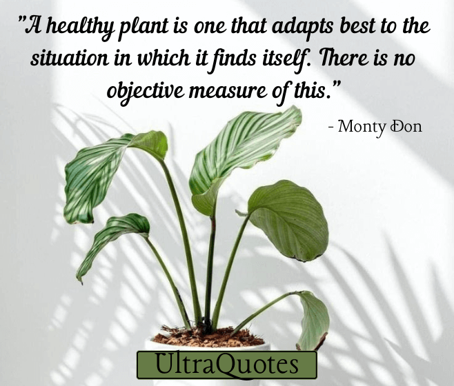 "A healthy plant is one that adapts best to the situation in which it finds itself. There is no objective measure of this."
